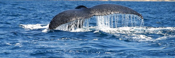 ailbhesk Profile Banner