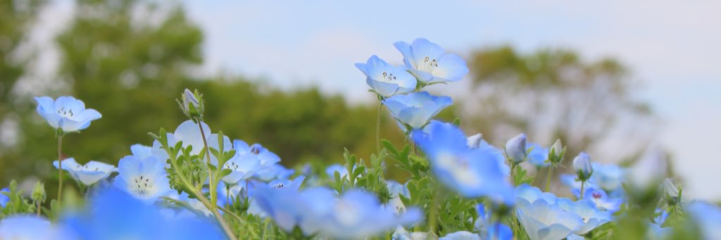 もえこ banner