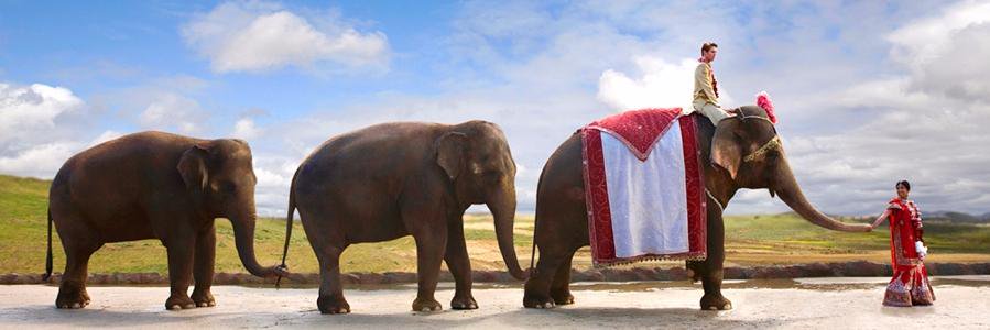 ShaadiElephant's profile banner image