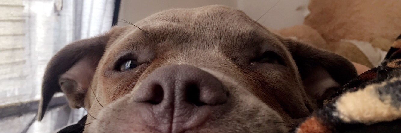 VictoriaCatache's profile banner image