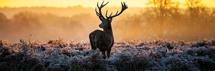 Amiemenoghena Ami-Okhani banner