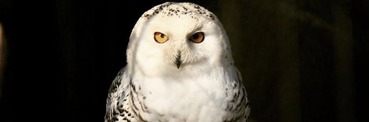 atc_fulya's profile banner image