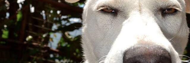 Hector G. Serick banner