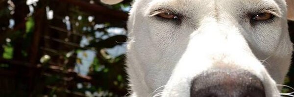 Serick010 Profile Banner