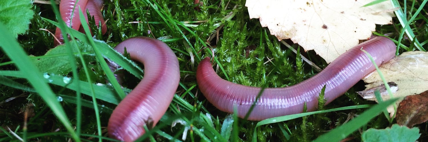 Jackie Stroud banner