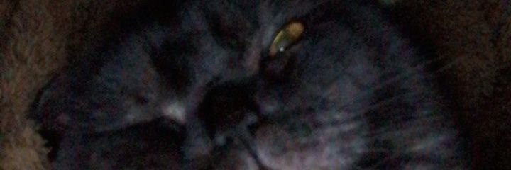 withaybis's profile banner image