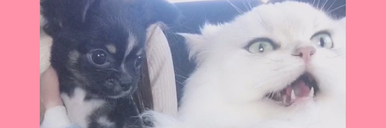 zipperdream2's profile banner image