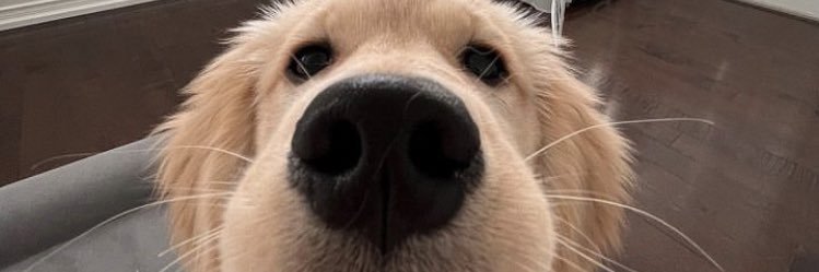 UnicornDongo's profile banner image