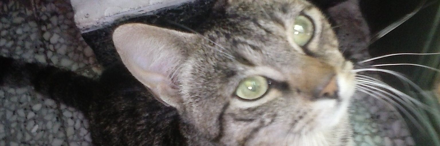 TonynoT123's profile banner image