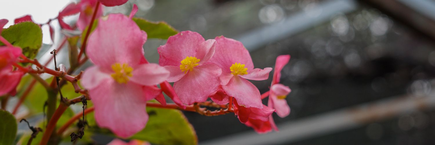 PakFikri's profile banner image
