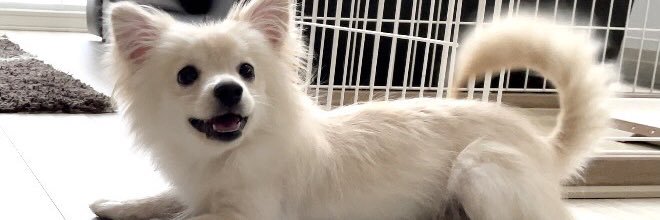 pucccccho's profile banner image