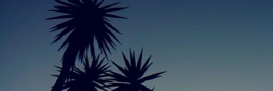 aroalega's profile banner image