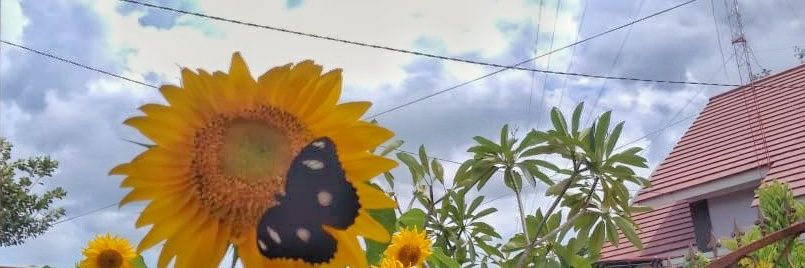 LKnisa's profile banner image