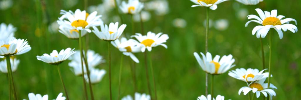 DaisyGurl banner