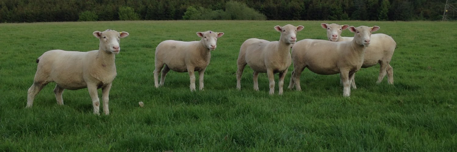 QuantockFarmer's profile banner image