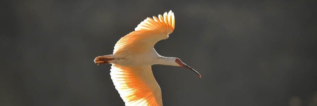 Wmaraya1's profile banner image