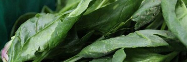 Campdelasort Profile Banner