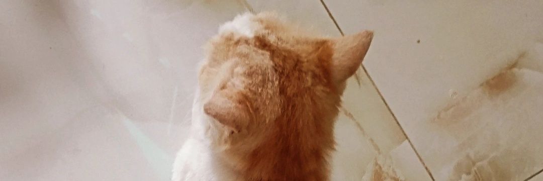 akumeses's profile banner image