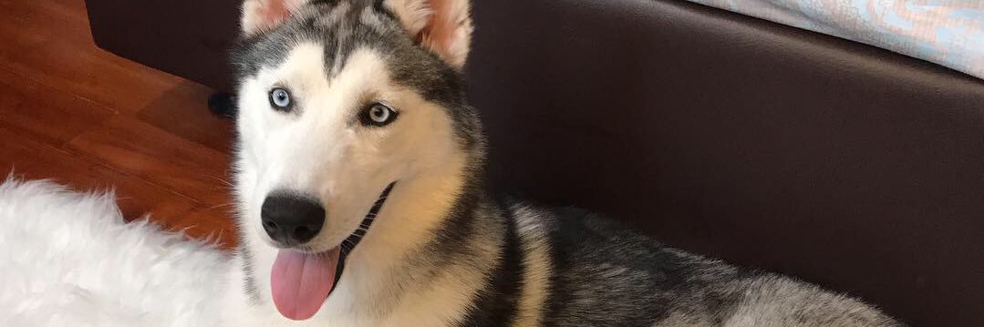 steffanimelissa's profile banner image