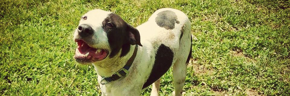 CrossfitCowDog's profile banner image