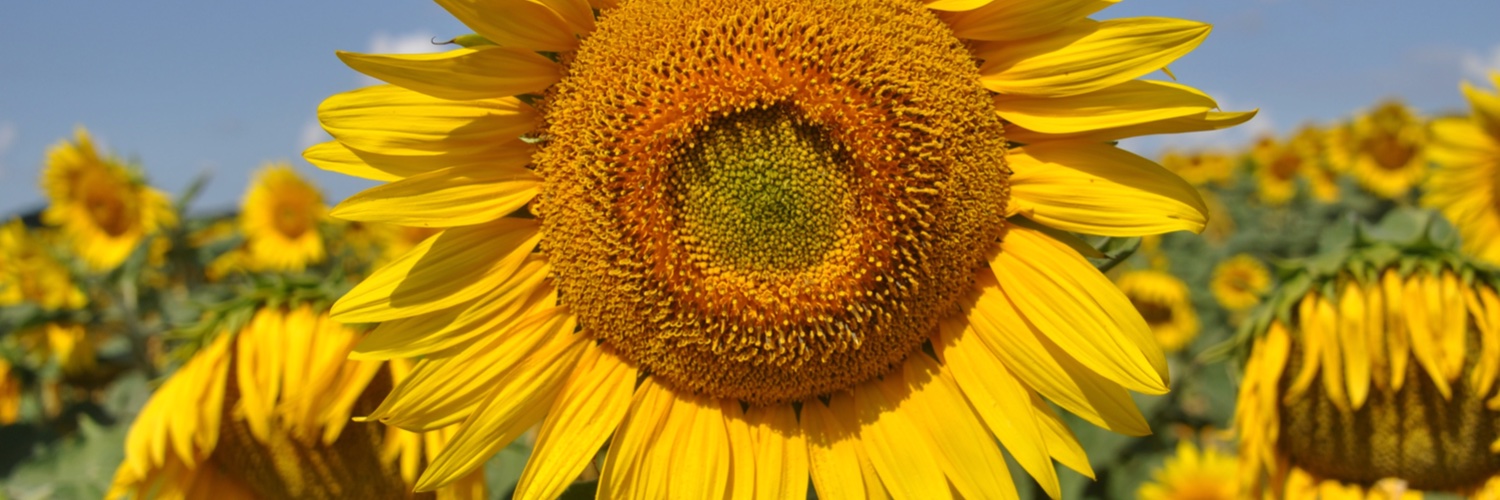 TwitErwin's profile banner image