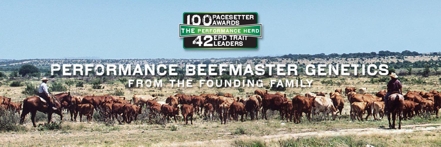 Isa Beefmasters (@IsaBeefmasters) / Posts / X