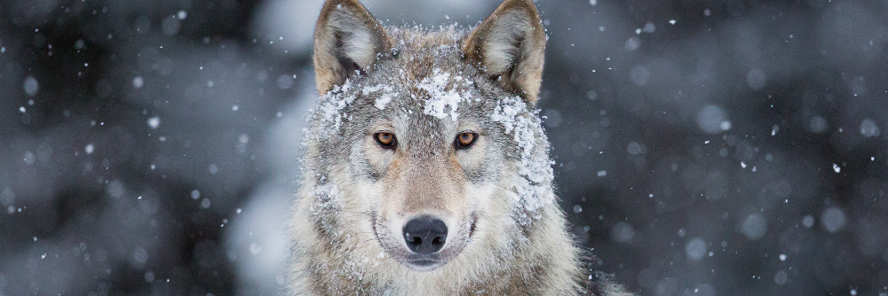 Exposed Wildlife Conservancy banner