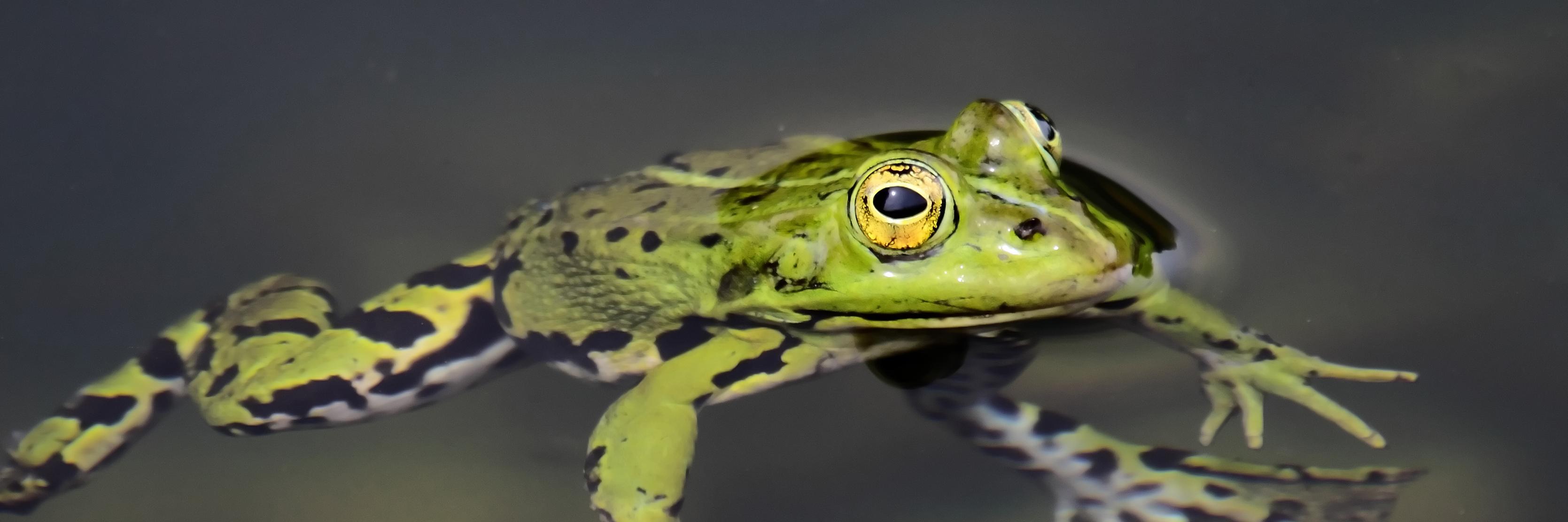 Dupanc's profile banner image