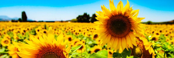 snowspain Profile Banner