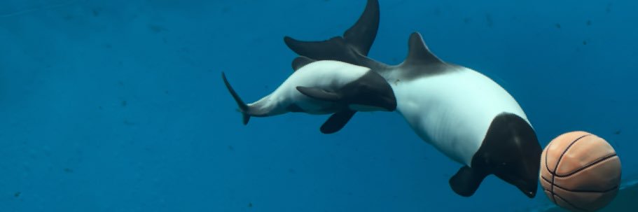 さけちゃ-2519🪻🐦‍🔥🌸🌻 banner