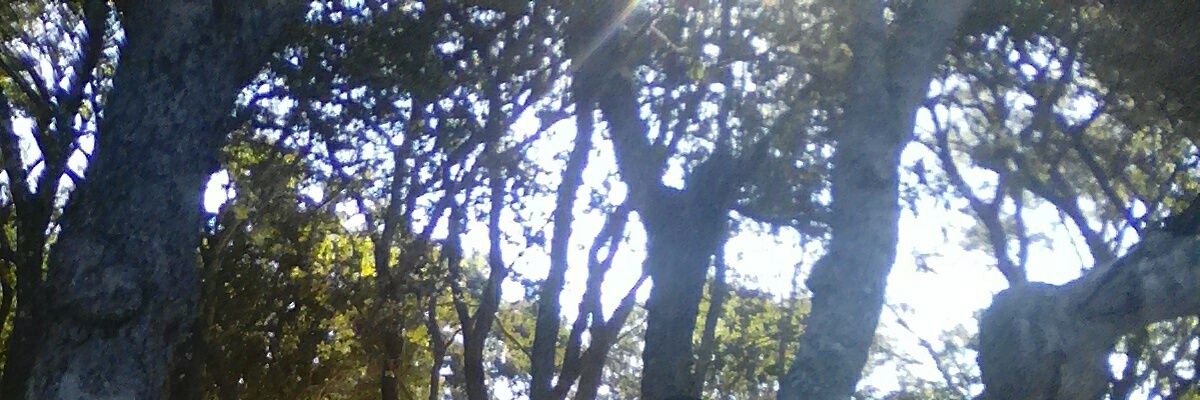 c_saks01's profile banner image