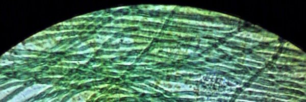 SolarBiocells Profile Banner