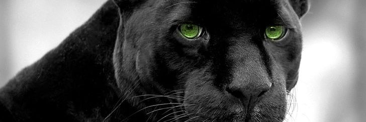 panther2880's profile banner image