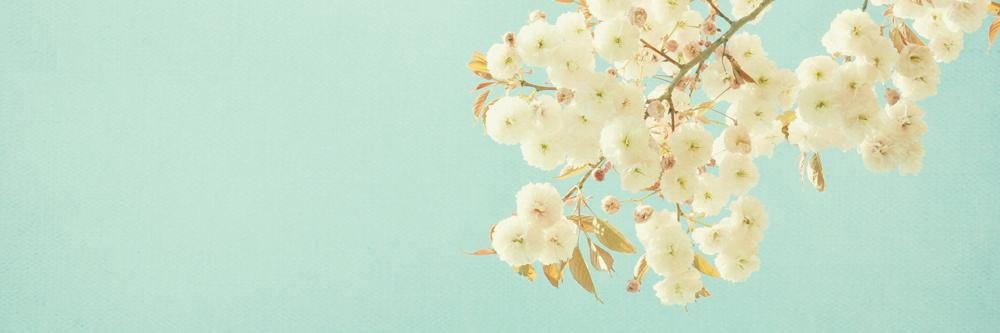 ssibeltelli's profile banner image
