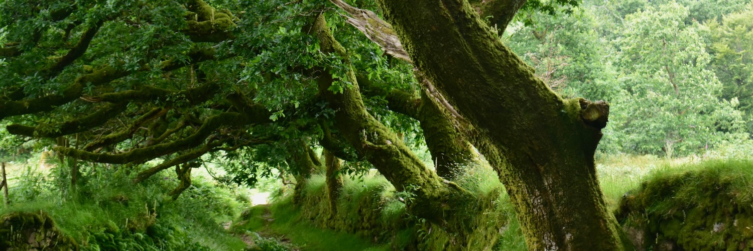 ℜ𝔞𝔠𝔥𝔢𝔩 𝔅𝔲𝔯𝔠𝔥 🦼📷 banner