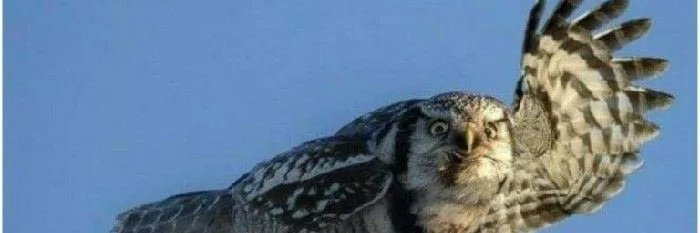 Wild_Patt's profile banner image