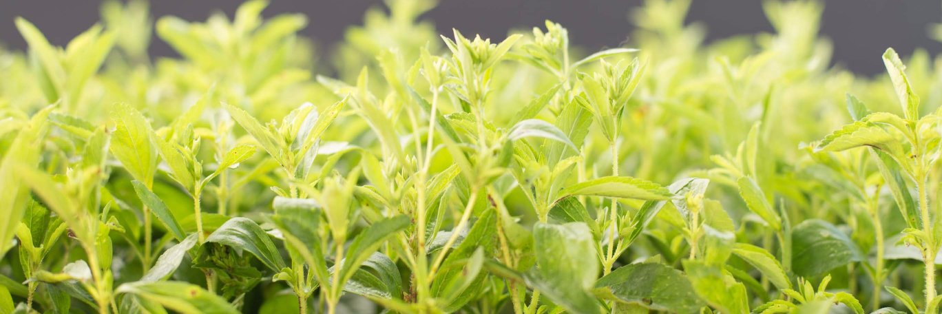 RealStevia's profile banner image