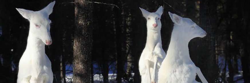 Mandy - 🌿🦌🌿 banner