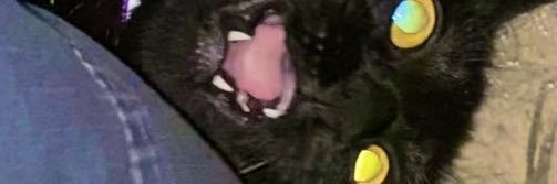 gaggleflaggle's profile banner image