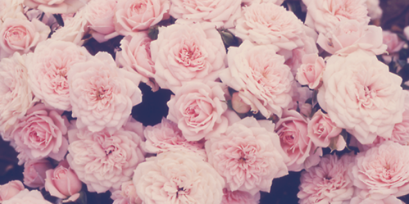 Nfthv's profile banner image