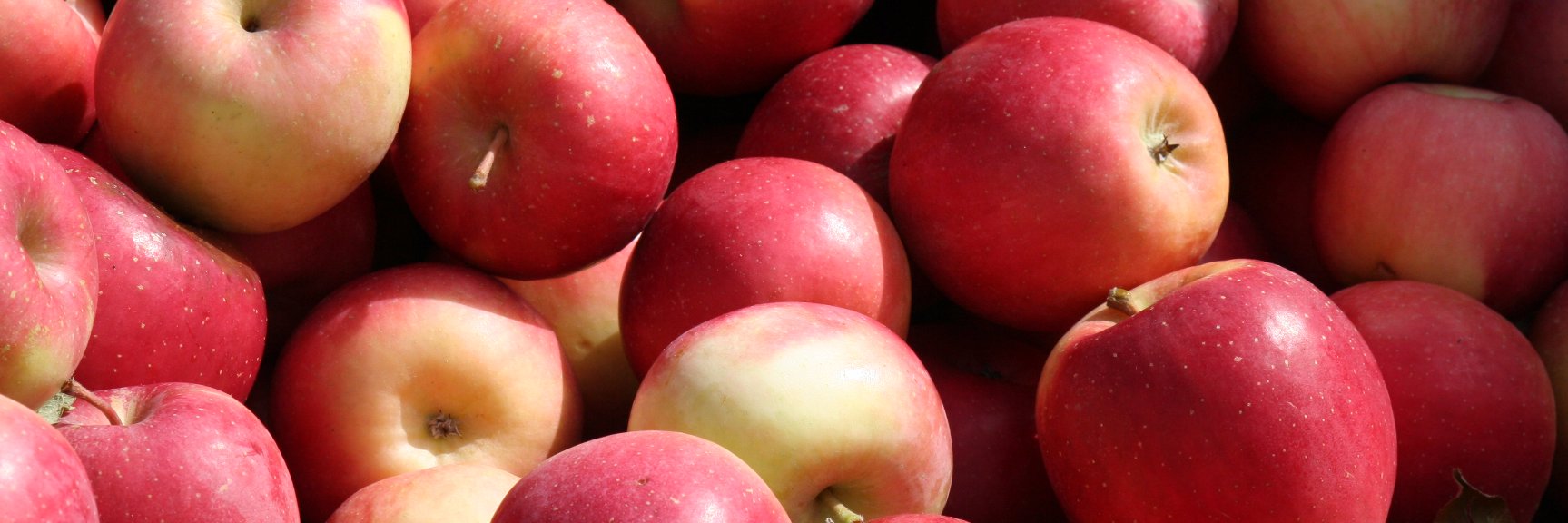 HiltonAppleFest's profile banner image