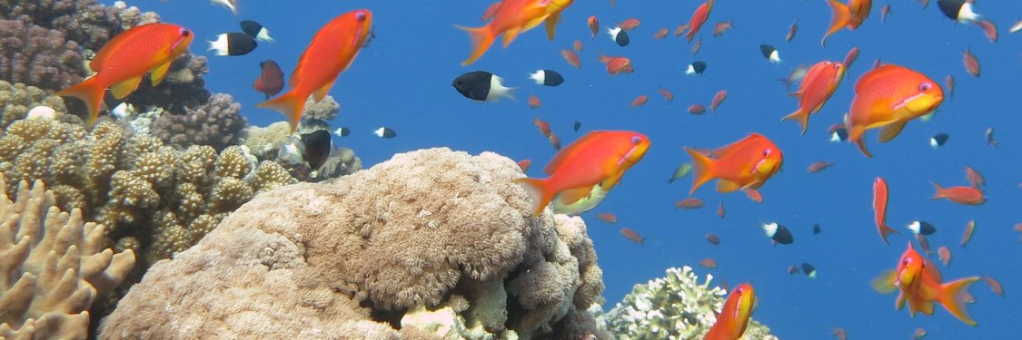 Animal Conservation banner