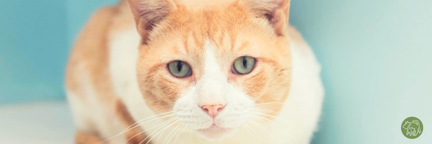 Potter League for Animals banner