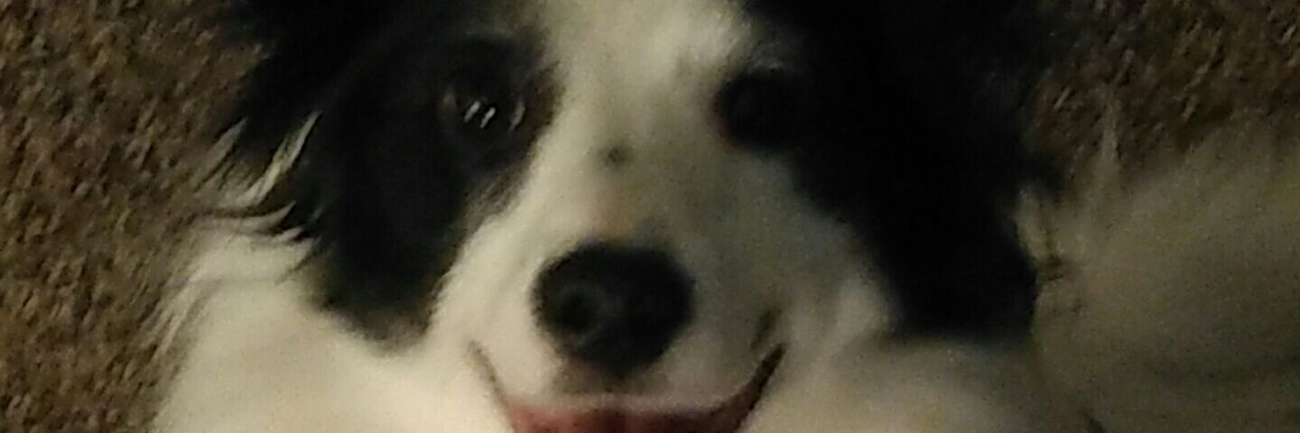PerryPlatypus8's profile banner image