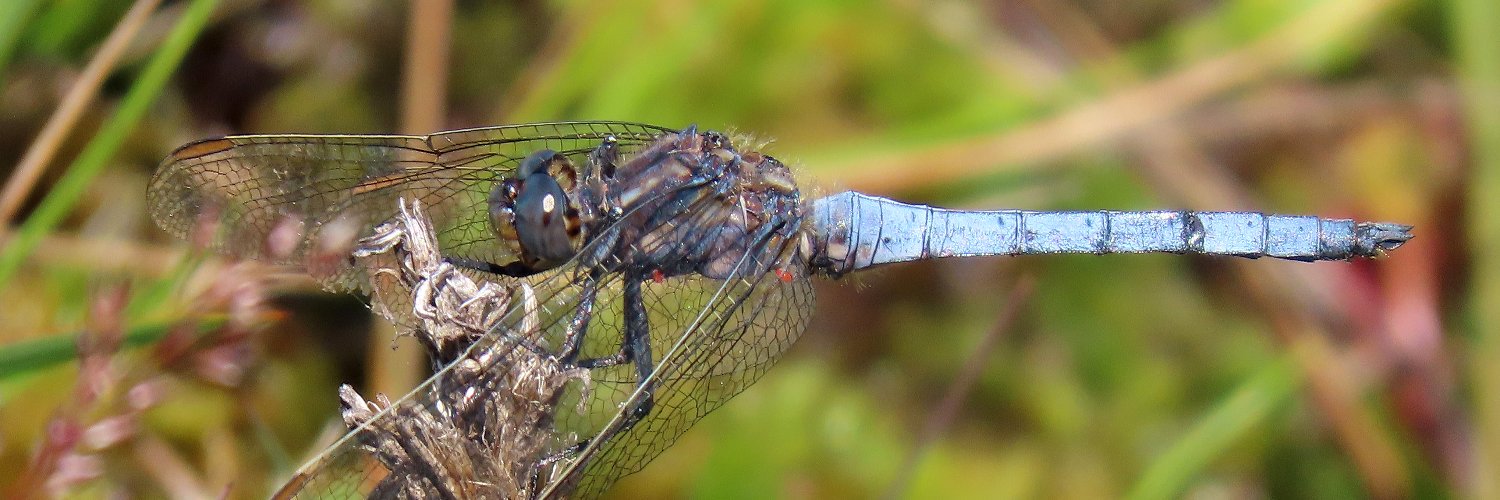 York. Dragonfly Grp. Profile Banner