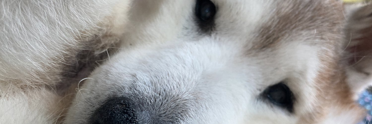 kororoad1's profile banner image