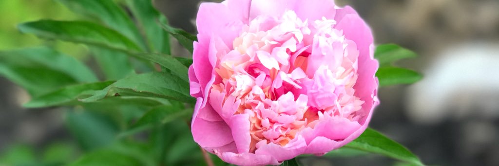 ElyseLLeahy's profile banner image
