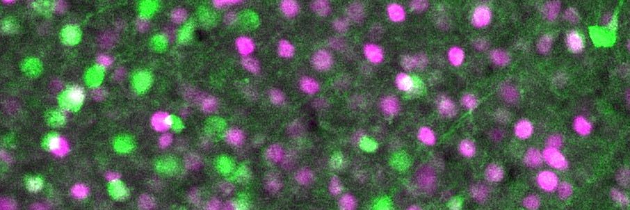 Dr. Holly Hunsberger banner