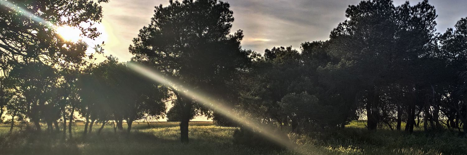 mendiwis's profile banner image