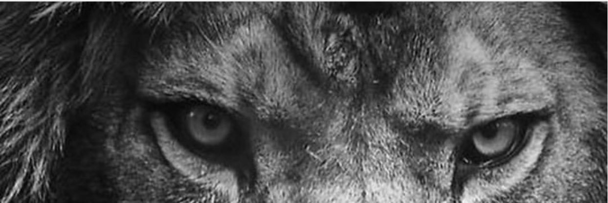 ReRenatchinha's profile banner image